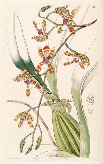 Miltonioides laevis by Miss Drake